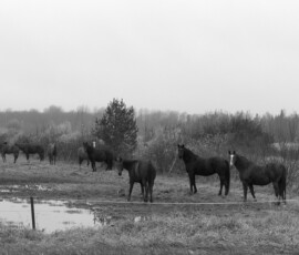 Uudishimu madala taeva all. Mustvalge foto karjamaal seisvatest hobustest pilvise ilmaga.
