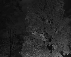 Vallikääru aasa öine ilu: Mustvalge jäädvustus altvalgustatud puust tähistaeva taustal. Mustvalge foto Vallikääru aasal: Öötaeva all valgustatud hiiglaslik puu, mis on esile tõstetud altvalgustusega.